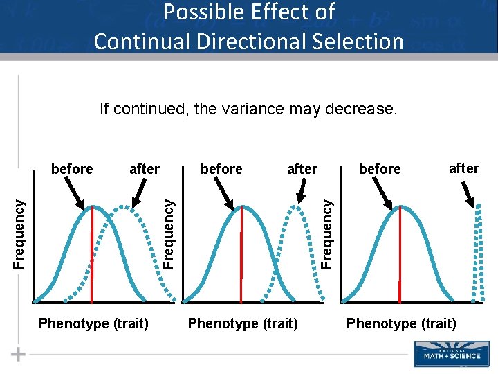 Possible Effect of Continual Directional Selection If continued, the variance may decrease. after Phenotype