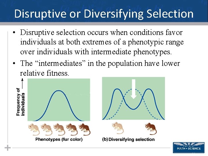 Disruptive or Diversifying Selection • Disruptive selection occurs when conditions favor individuals at both