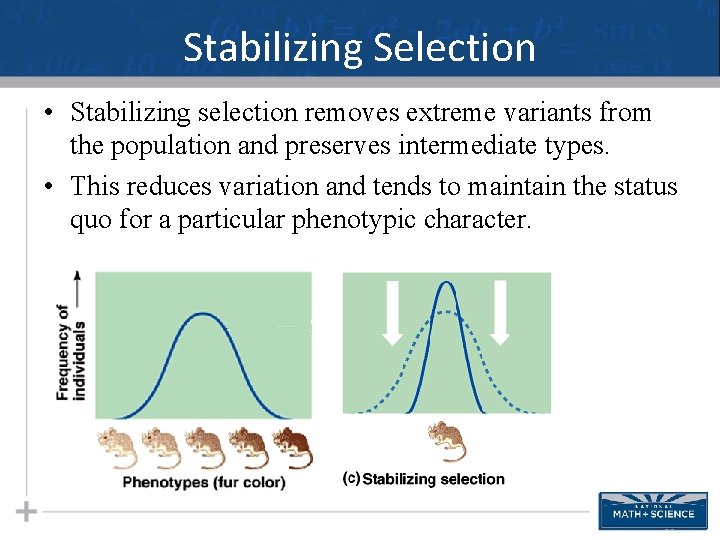 Stabilizing Selection • Stabilizing selection removes extreme variants from the population and preserves intermediate