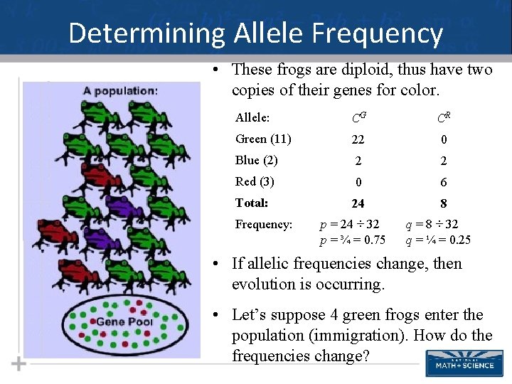 Determining Allele Frequency • These frogs are diploid, thus have two copies of their