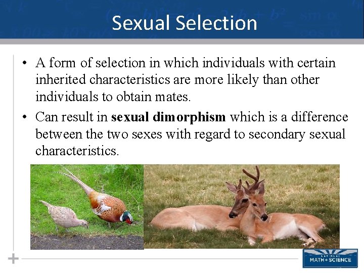 Sexual Selection • A form of selection in which individuals with certain inherited characteristics