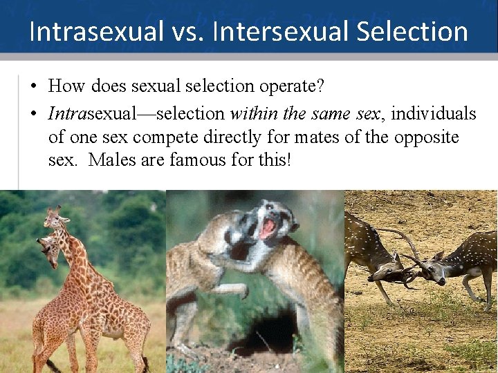 Intrasexual vs. Intersexual Selection • How does sexual selection operate? • Intrasexual—selection within the