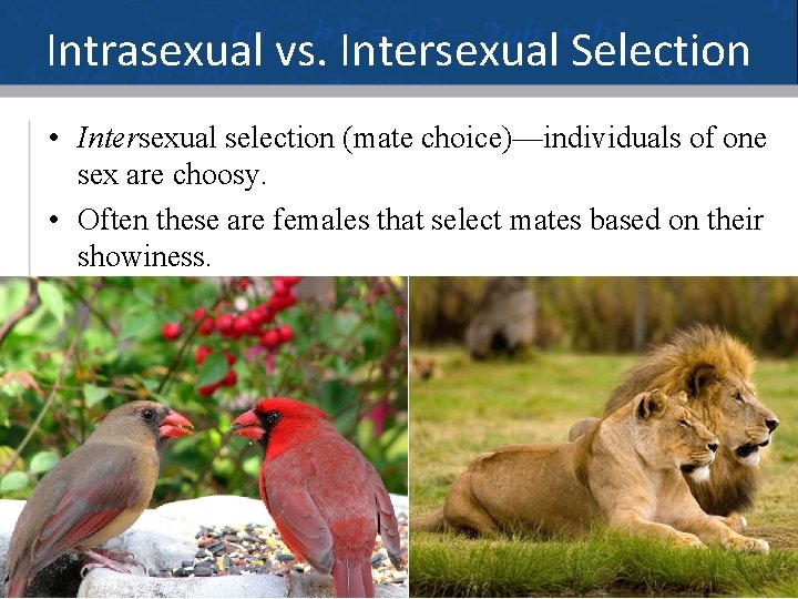 Intrasexual vs. Intersexual Selection • Intersexual selection (mate choice)—individuals of one sex are choosy.
