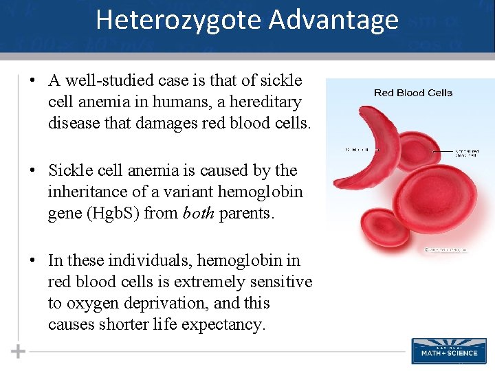 Heterozygote Advantage • A well-studied case is that of sickle cell anemia in humans,