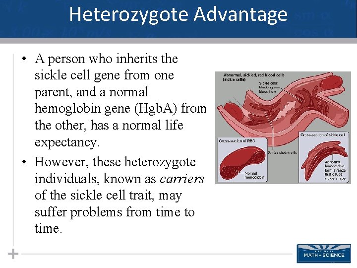 Heterozygote Advantage • A person who inherits the sickle cell gene from one parent,