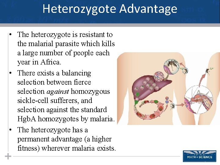 Heterozygote Advantage • The heterozygote is resistant to the malarial parasite which kills a