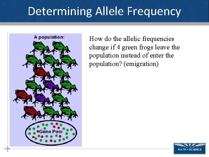 Determining Allele Frequency How do the allelic frequencies change if 4 green frogs leave