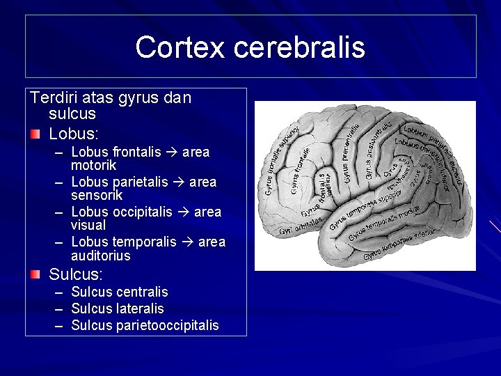 Cortex cerebralis Terdiri atas gyrus dan sulcus Lobus: – Lobus frontalis area motorik –