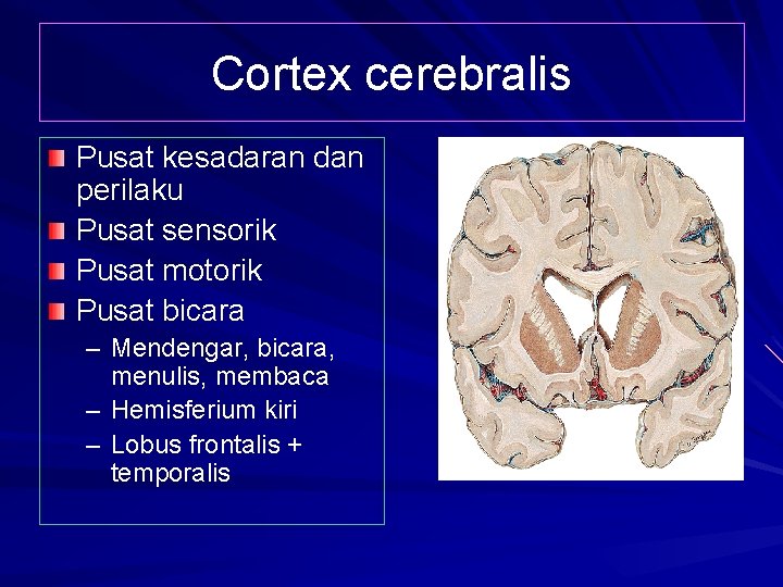 Cortex cerebralis Pusat kesadaran dan perilaku Pusat sensorik Pusat motorik Pusat bicara – Mendengar,