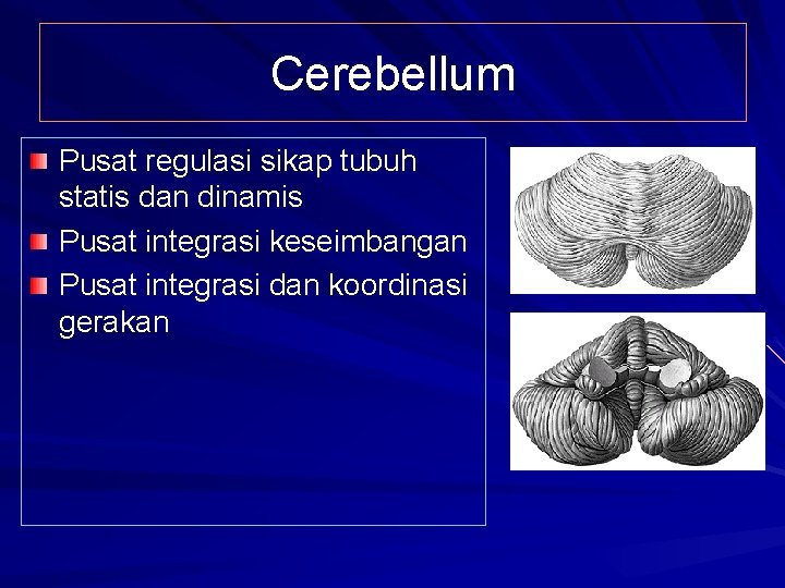 Cerebellum Pusat regulasi sikap tubuh statis dan dinamis Pusat integrasi keseimbangan Pusat integrasi dan