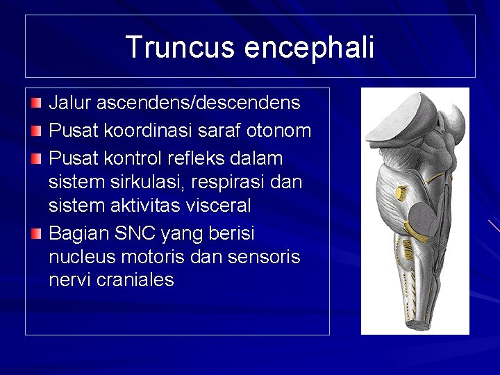 Truncus encephali Jalur ascendens/descendens Pusat koordinasi saraf otonom Pusat kontrol refleks dalam sistem sirkulasi,