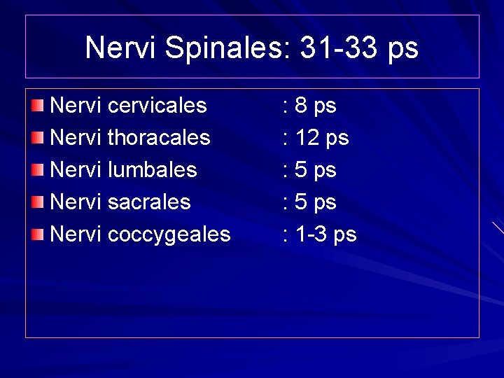 Nervi Spinales: 31 -33 ps Nervi cervicales Nervi thoracales Nervi lumbales Nervi sacrales Nervi