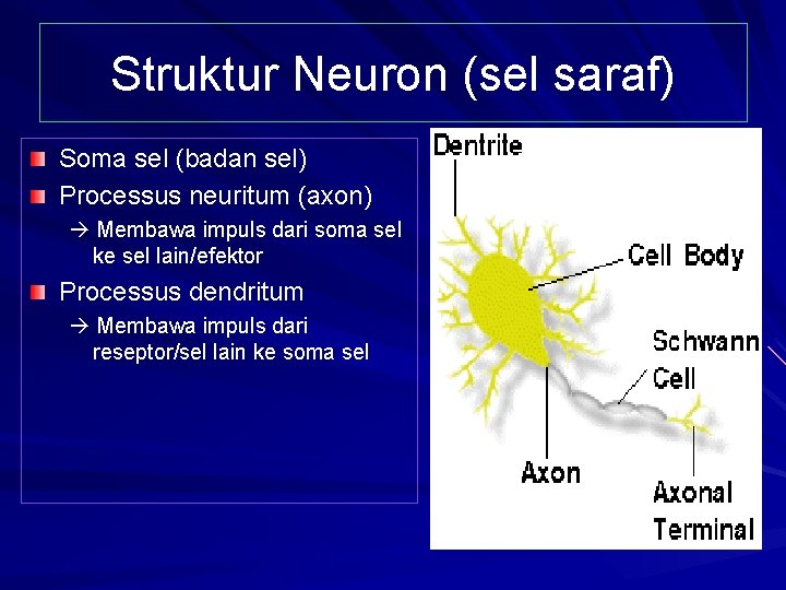 Struktur Neuron (sel saraf) Soma sel (badan sel) Processus neuritum (axon) Membawa impuls dari