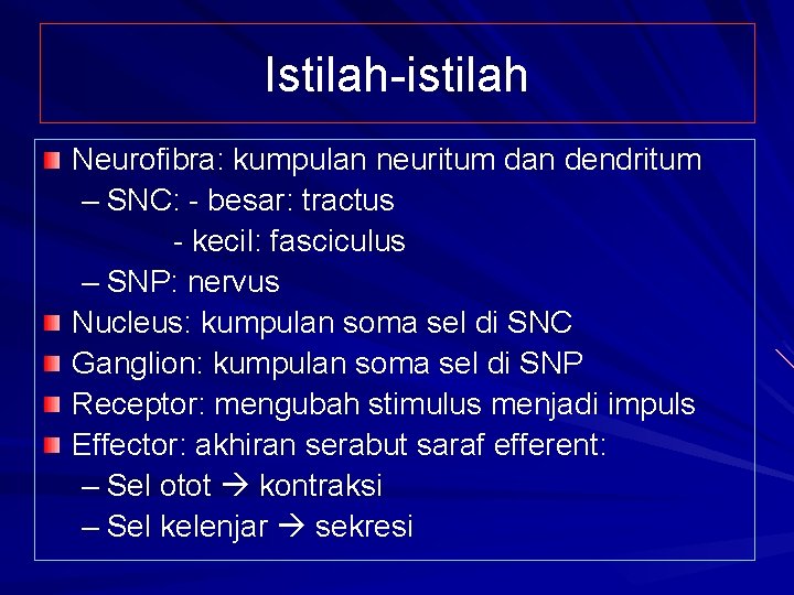 Istilah-istilah Neurofibra: kumpulan neuritum dan dendritum – SNC: - besar: tractus - kecil: fasciculus