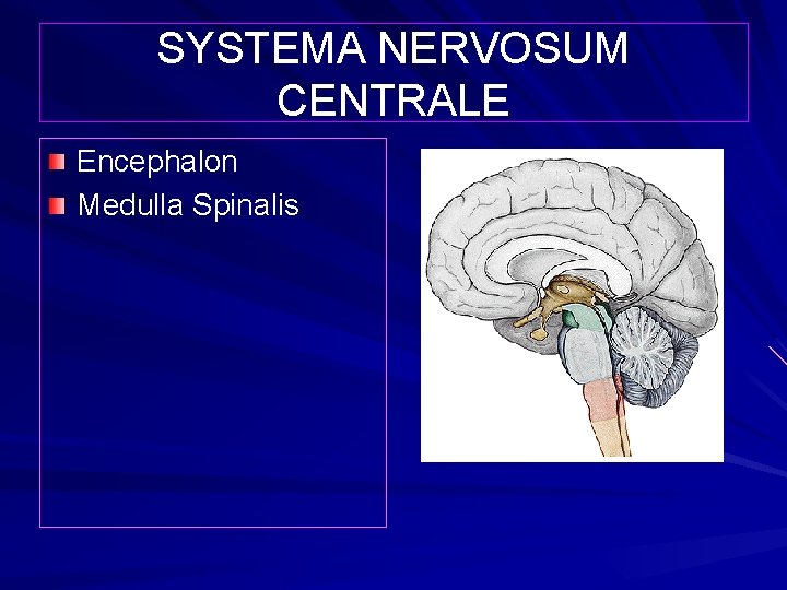 SYSTEMA NERVOSUM CENTRALE Encephalon Medulla Spinalis 