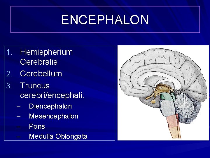ENCEPHALON 1. Hemispherium Cerebralis 2. Cerebellum 3. Truncus cerebri/encephali: – – Diencephalon Mesencephalon Pons