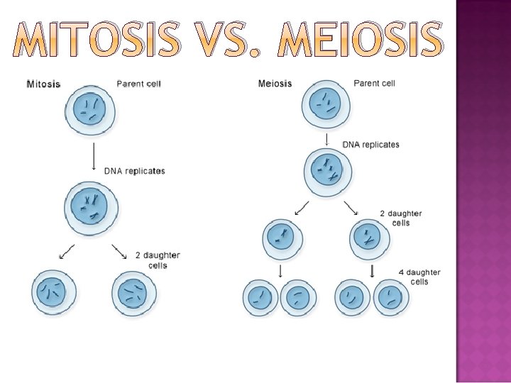 MITOSIS VS. MEIOSIS 