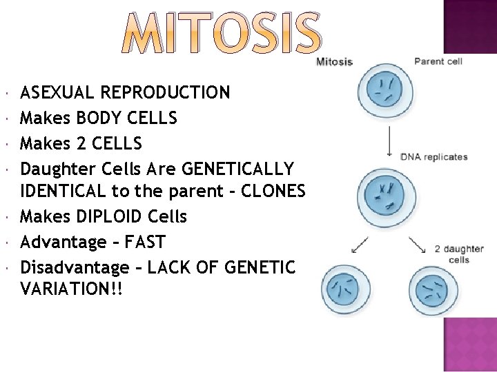 MITOSIS ASEXUAL REPRODUCTION Makes BODY CELLS Makes 2 CELLS Daughter Cells Are GENETICALLY IDENTICAL