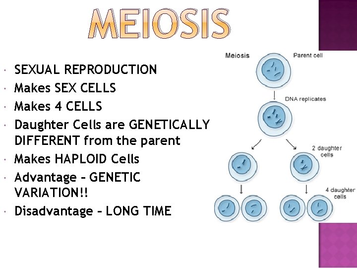 MEIOSIS SEXUAL REPRODUCTION Makes SEX CELLS Makes 4 CELLS Daughter Cells are GENETICALLY DIFFERENT