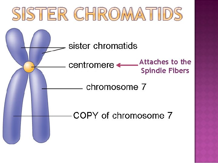 SISTER CHROMATIDS Attaches to the Spindle Fibers 