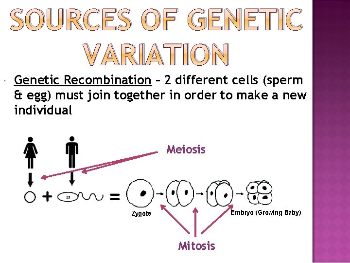 SOURCES OF GENETIC VARIATION Genetic Recombination – 2 different cells (sperm & egg) must