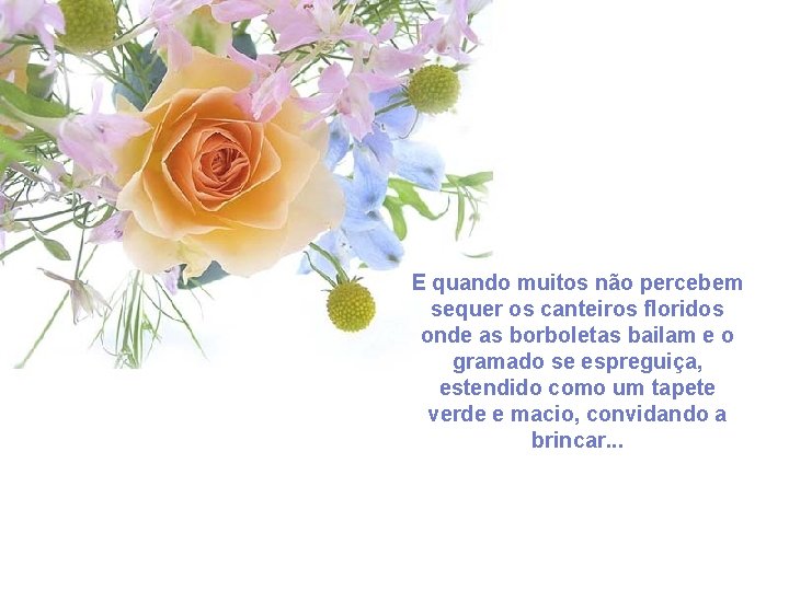 E quando muitos não percebem sequer os canteiros floridos onde as borboletas bailam e