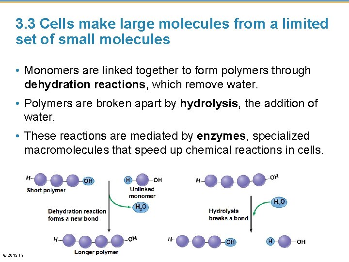 3. 3 Cells make large molecules from a limited set of small molecules •