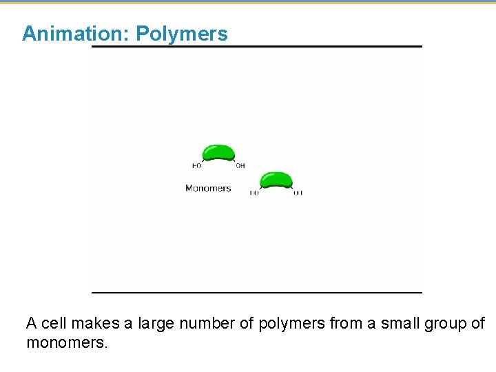 Animation: Polymers A cell makes a large number of polymers from a small group