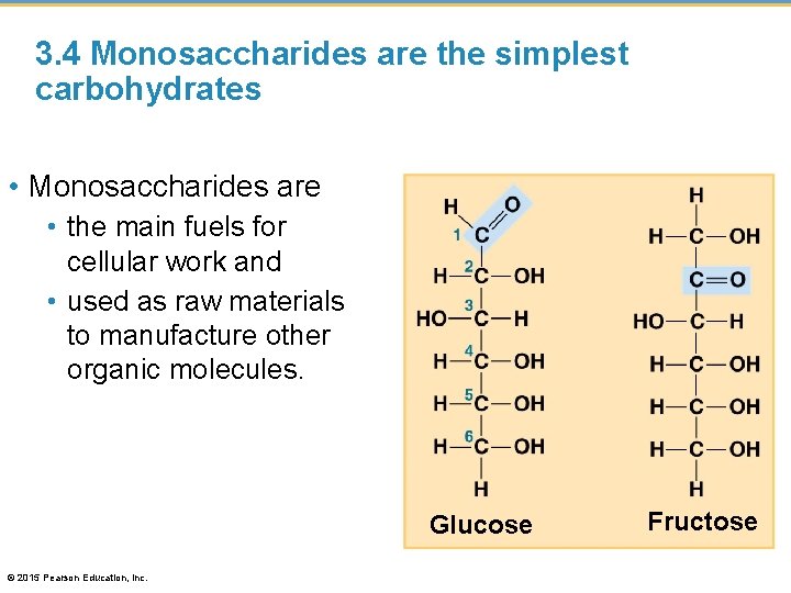 3. 4 Monosaccharides are the simplest carbohydrates • Monosaccharides are • the main fuels