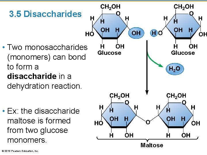 3. 5 Disaccharides • Two monosaccharides (monomers) can bond to form a disaccharide in