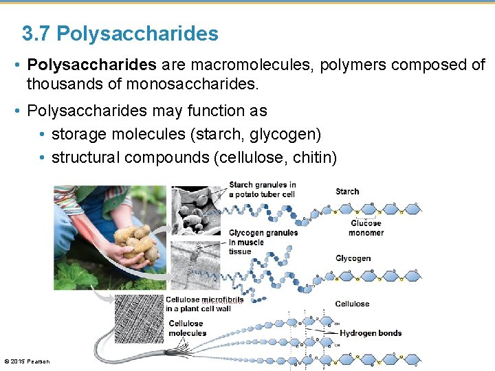 3. 7 Polysaccharides • Polysaccharides are macromolecules, polymers composed of thousands of monosaccharides. •