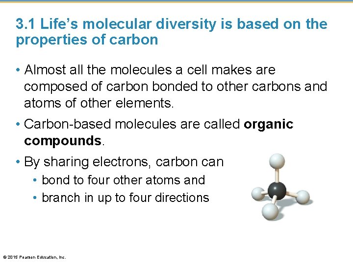 3. 1 Life’s molecular diversity is based on the properties of carbon • Almost