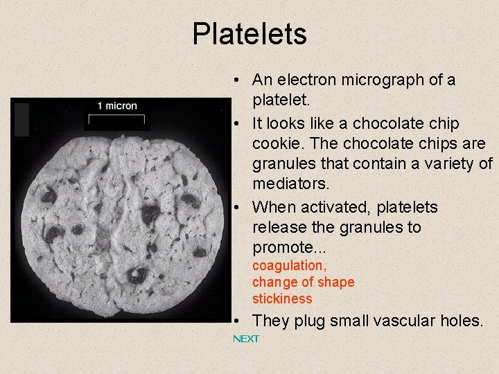 Platelets • An electron micrograph of a platelet. • It looks like a chocolate