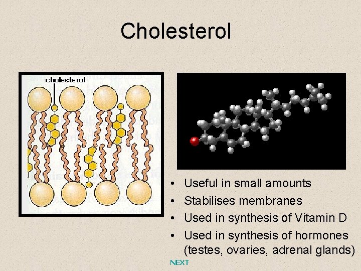 Cholesterol • • Useful in small amounts Stabilises membranes Used in synthesis of Vitamin