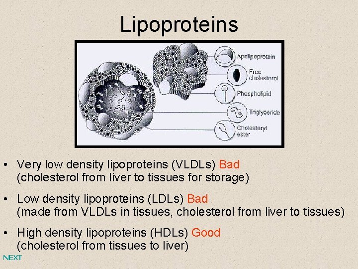 Lipoproteins • Very low density lipoproteins (VLDLs) Bad (cholesterol from liver to tissues for