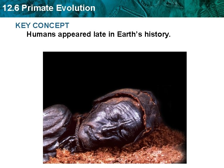 12. 6 Primate Evolution KEY CONCEPT Humans appeared late in Earth’s history. 