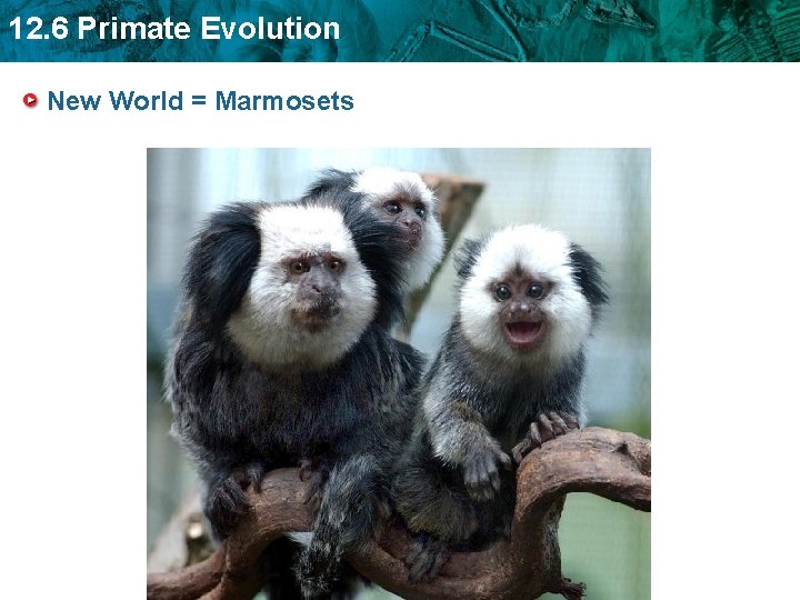 12. 6 Primate Evolution New World = Marmosets 