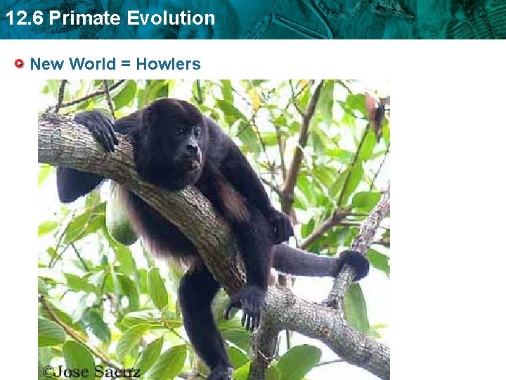 12. 6 Primate Evolution New World = Howlers 