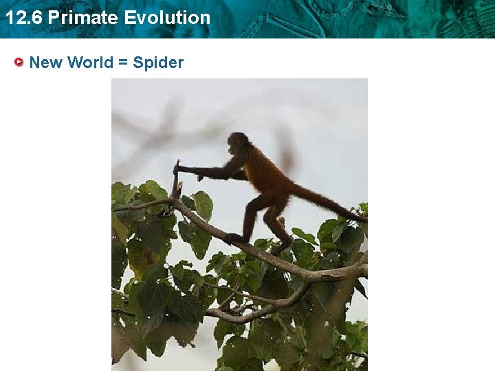 12. 6 Primate Evolution New World = Spider 