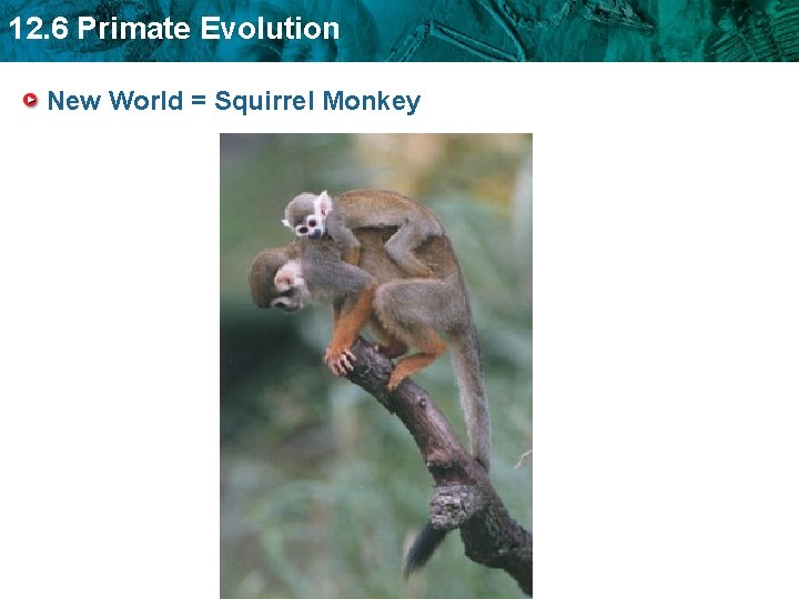 12. 6 Primate Evolution New World = Squirrel Monkey 