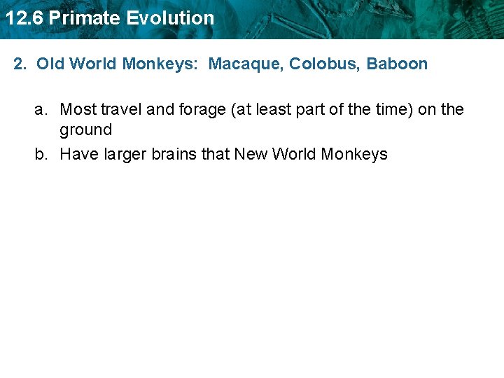 12. 6 Primate Evolution 2. Old World Monkeys: Macaque, Colobus, Baboon a. Most travel