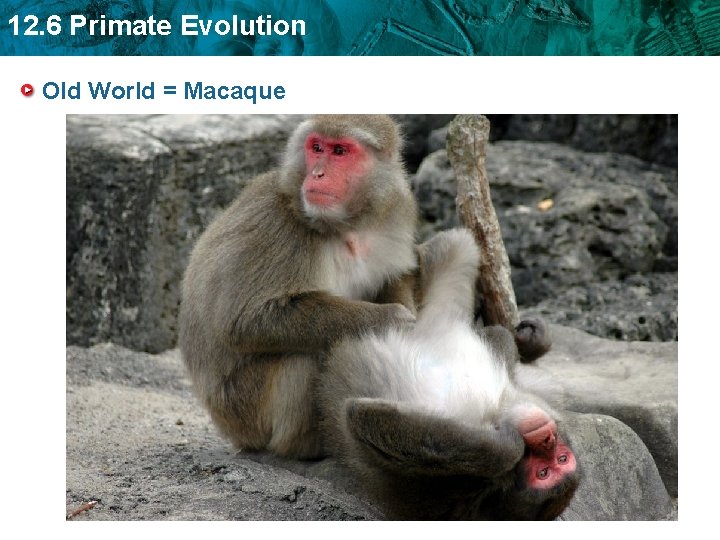 12. 6 Primate Evolution Old World = Macaque 