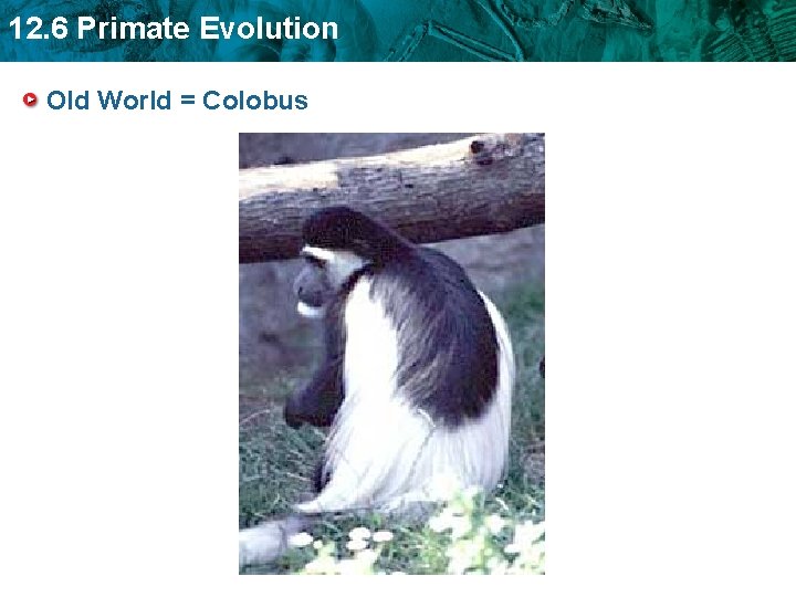 12. 6 Primate Evolution Old World = Colobus 