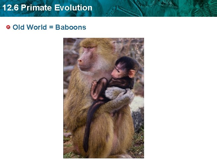 12. 6 Primate Evolution Old World = Baboons 