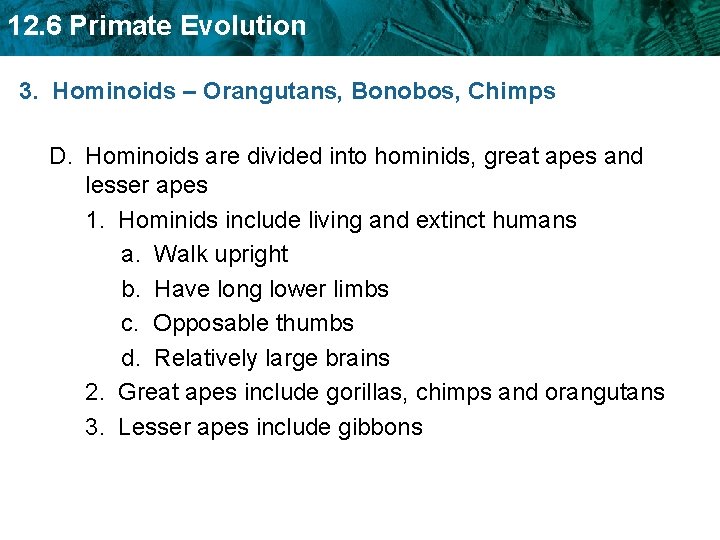 12. 6 Primate Evolution 3. Hominoids – Orangutans, Bonobos, Chimps D. Hominoids are divided