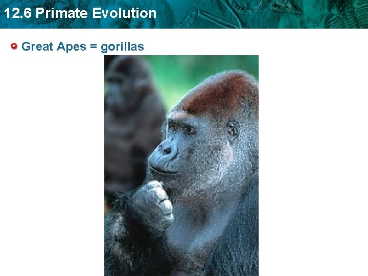 12. 6 Primate Evolution Great Apes = gorillas 