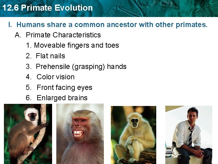 12. 6 Primate Evolution I. Humans share a common ancestor with other primates. A.