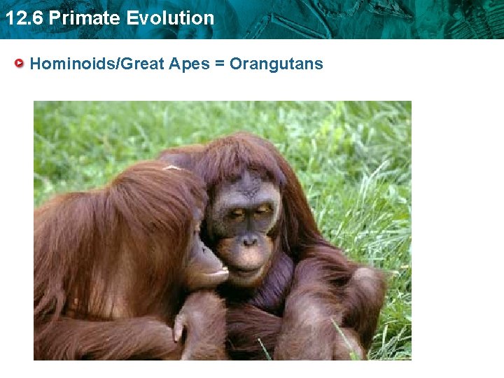 12. 6 Primate Evolution Hominoids/Great Apes = Orangutans 