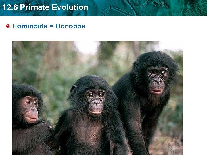 12. 6 Primate Evolution Hominoids = Bonobos 