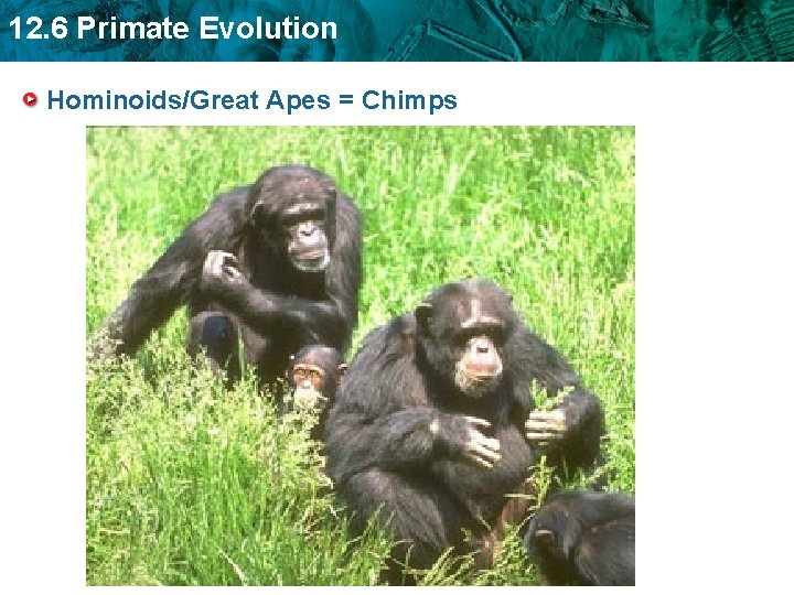 12. 6 Primate Evolution Hominoids/Great Apes = Chimps 